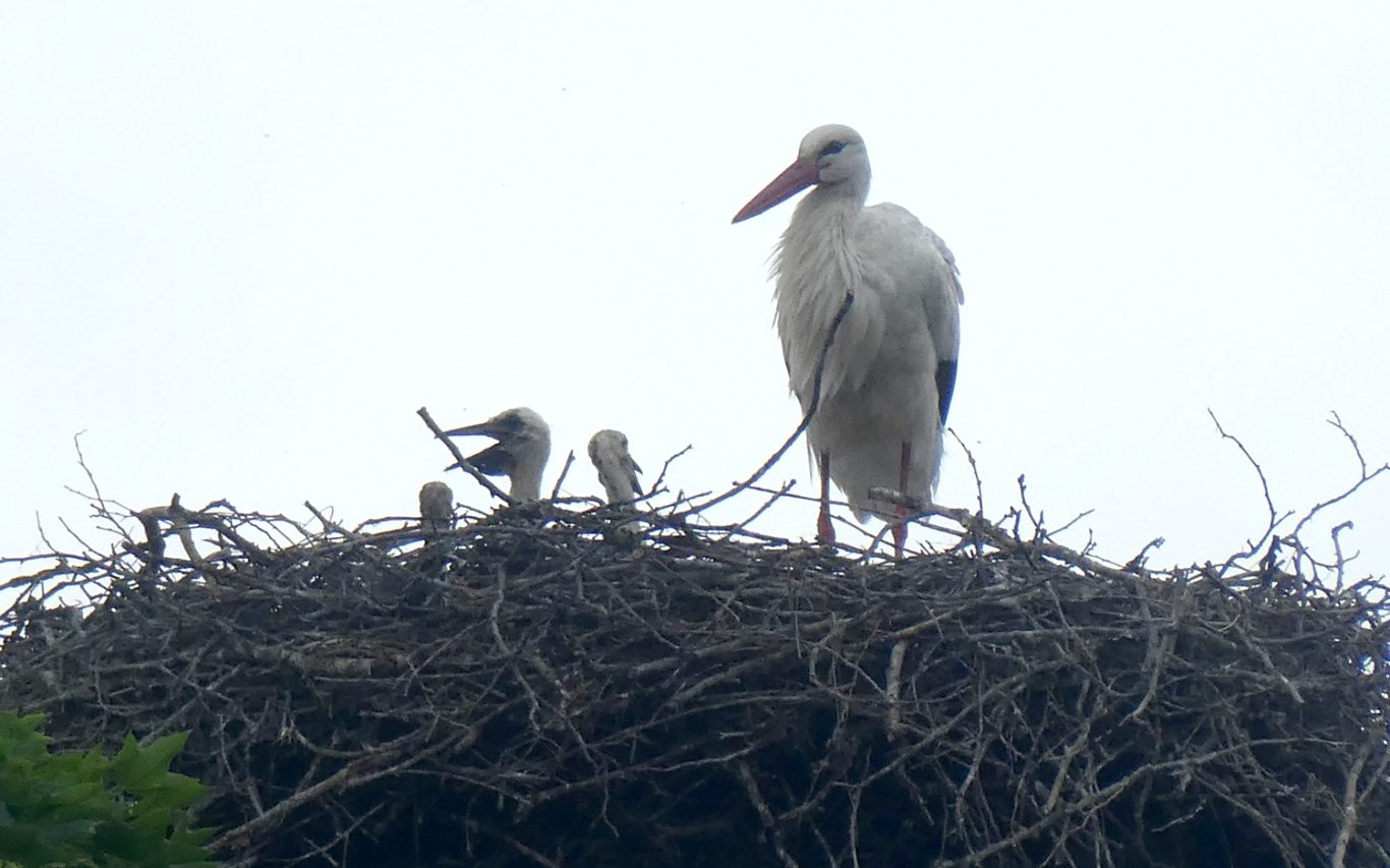 Mai 2024: 3 Junge sind zu sehen