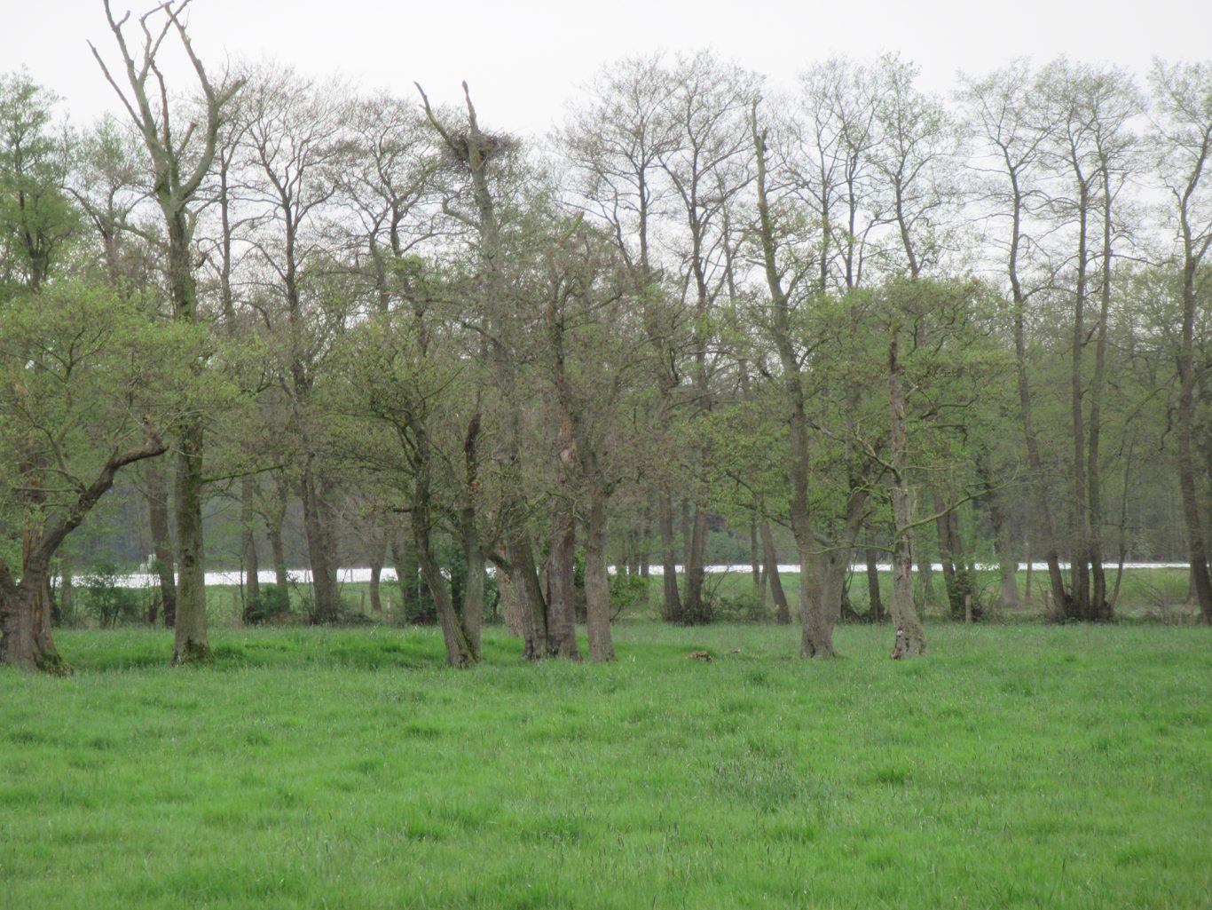 2. Storchennest in der Basser Gemarkung